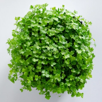 Parsley microgreens - view from the top
