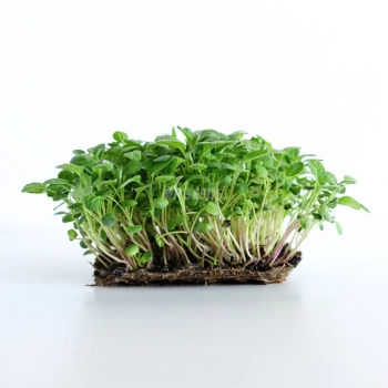 Sage microgreens grown from MP Seeds seeds.