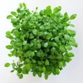 Sage microgreens leaves grown from MP Seeds seeds - top view.