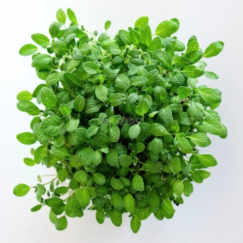 Sage microgreens leaves grown from MP Seeds seeds - top view.