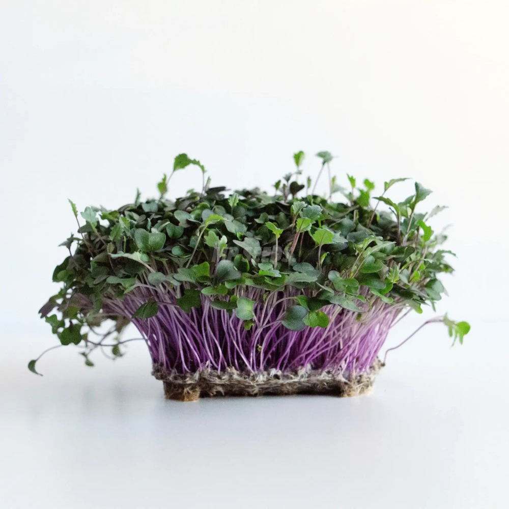 Kohlrabi red microgreens grown from MP Seeds seeds with pink stems and green leaves.