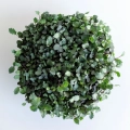 Kohlrabi Red Microgreens - top view