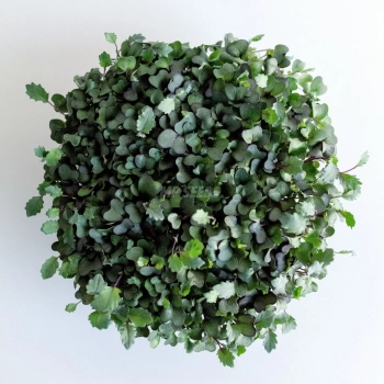 Kohlrabi Red Microgreens - top view
