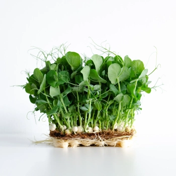 Pea white seeds for microgreens
