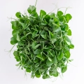 Pea white seeds for microgreens - top view.
