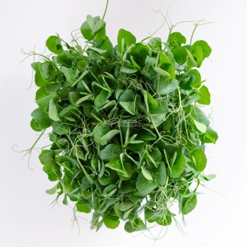 Pea white seeds for microgreens - top view.