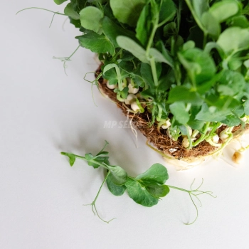 Pea white shoot - microgreens seeds