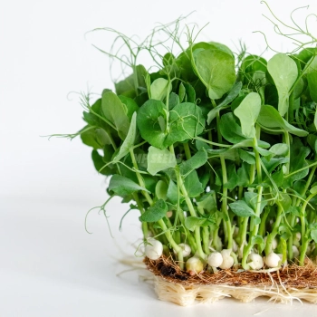 Pea white microgreens seeds