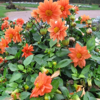 dahlia-apricot.webp