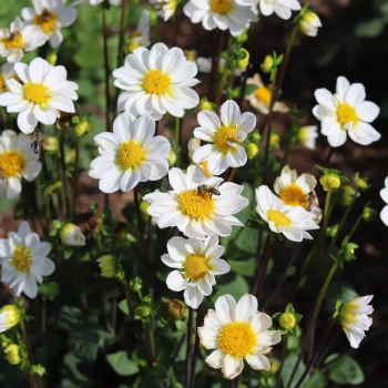 Dahlia Topmix Bulbs (10 pcs)