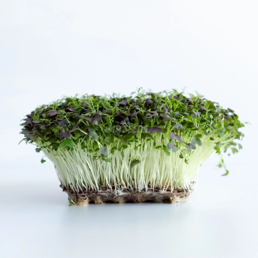 Mizuna red frills microgreens grown from MPseeds seeds.