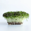 Mizuna red frills microgreens grown from MPseeds seeds.