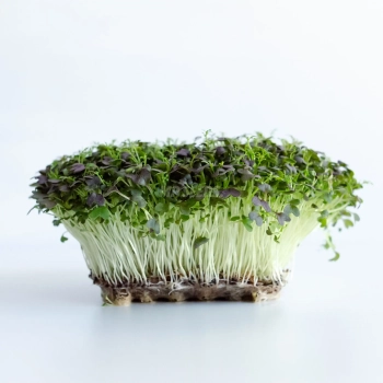 Mizuna red frills microgreens grown from MPseeds seeds.