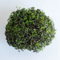 Mizuna red frills microgreens grown from MPseeds seeds - top view.