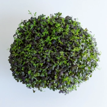 Mizuna red frills microgreens grown from MPseeds seeds - top view.
