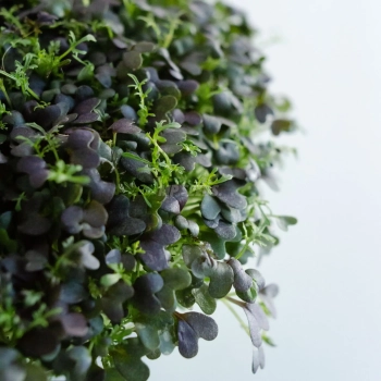 Mizuna red frills microgreens leaves -zoom.