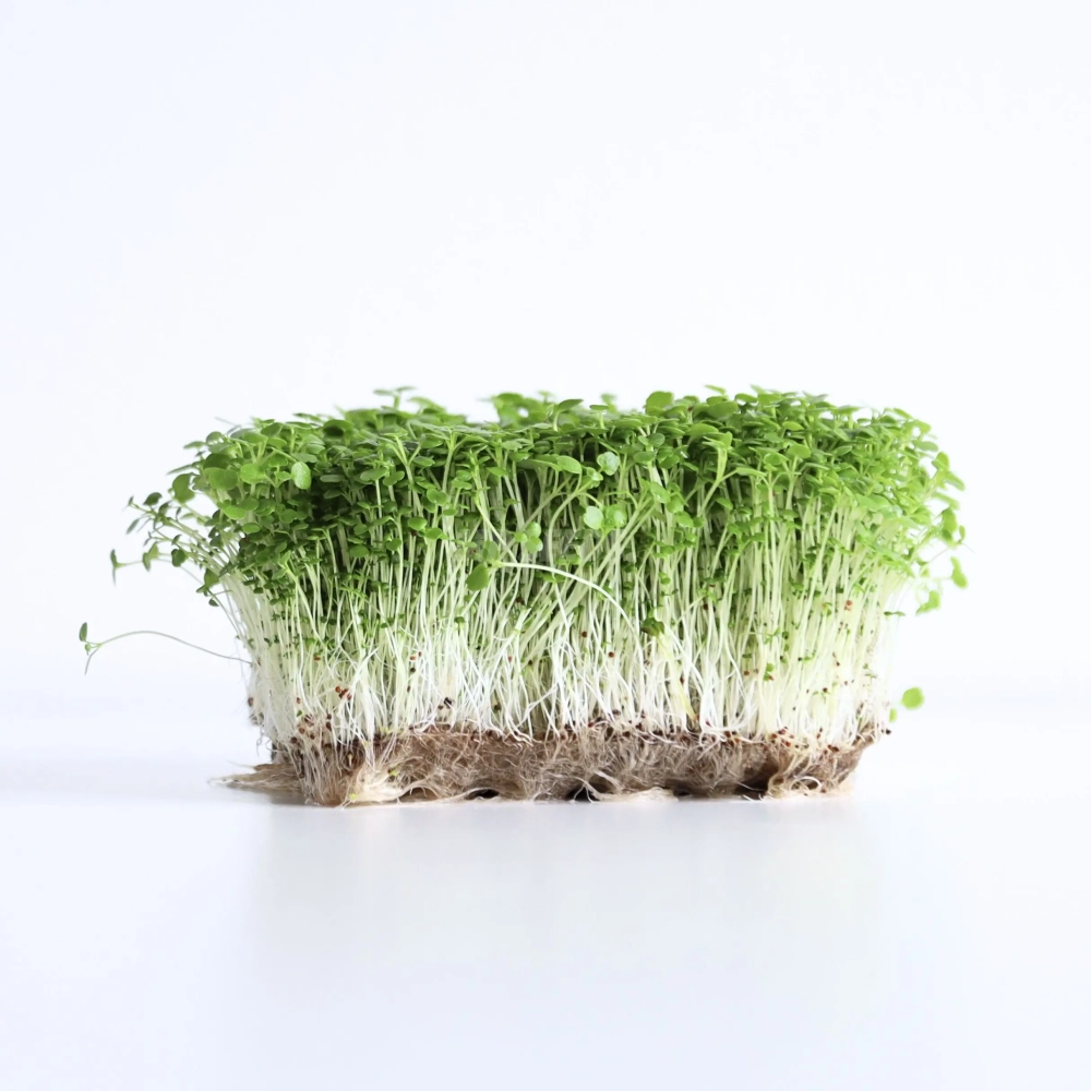 watercress-seeds-for-microgreens.webp