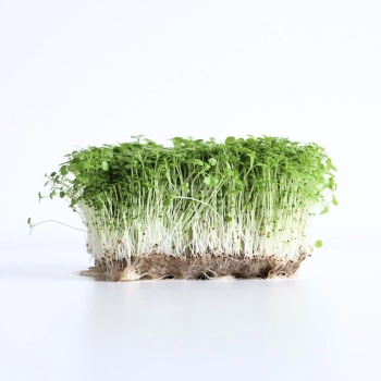 Watercress Microgreens Seeds 