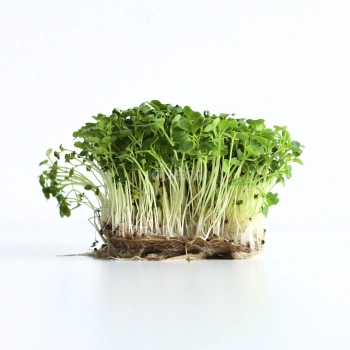 tatsoi-microgreens-seeds.webp
