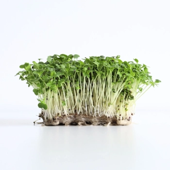 tatsoi-seeds-for-microgreens.webp