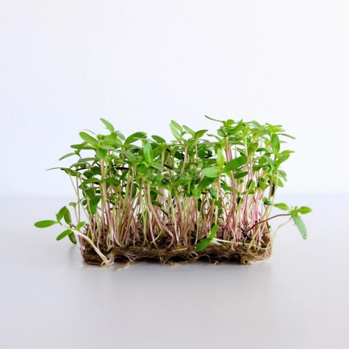Tagette mexican marigold grown from MP SEEDS microgreens seeds.
