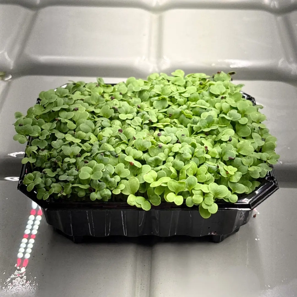 cabbage-michihili.webp