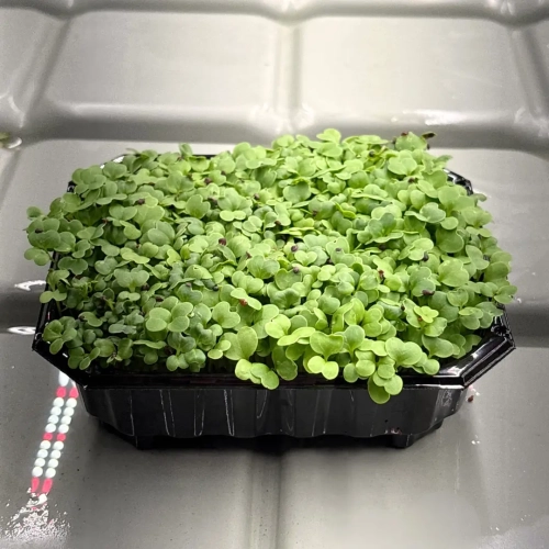 cabbage-michihili.webp