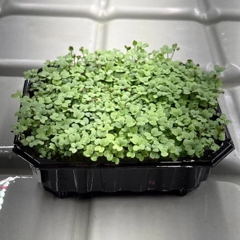 Mustard, Spicy Microgreens Seeds