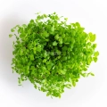 Top view of basil lemon microgreens grown from MP SEEDS seeds.