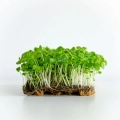 Basil lemon microgreens grown from MP SEEDS seeds.