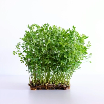 Lentils, Red Microgreens Seeds