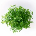 Lentils Red Microgreens grown from MP SEEDS seeds - top view
