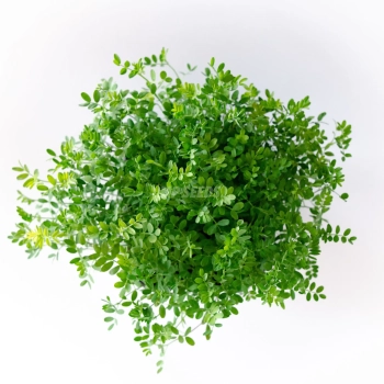 Lentils Red Microgreens grown from MP SEEDS seeds - top view
