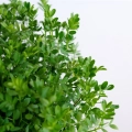 Lentils Red Microgreens grown from MP SEEDS seeds - zoom for leaves.