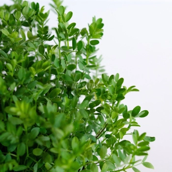 Lentils Red Microgreens grown from MP SEEDS seeds - zoom for leaves.