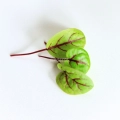 Sorrel red veined leaves - seeds for microgreens.