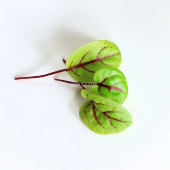 Sorrel red veined leaves - seeds for microgreens.