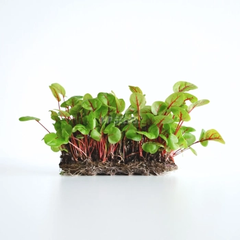 Sorrel, Red Veined Microgreens seeds