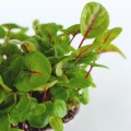 sorrel-red-veined-zoom-seeds-for-microgreens.webp