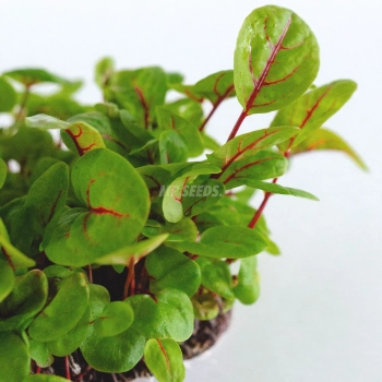 sorrel-red-veined-zoom-seeds-for-microgreens.webp