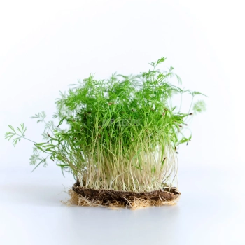 Fennel  Microgreens Seeds