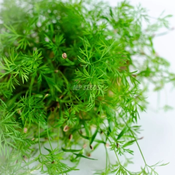 Fennel microgreens grown from MP SEEDS seeds
