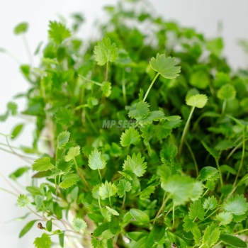 anise-leaves-zoom-microgreens-seeds.webp