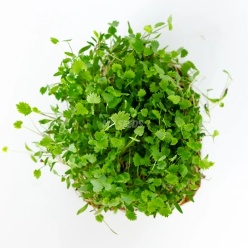 anise-microgreens-seeds-top-view.webp
