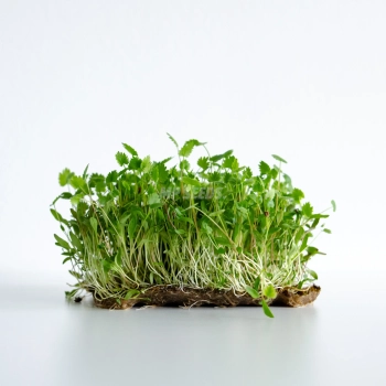 Anise Microgreens Seeds