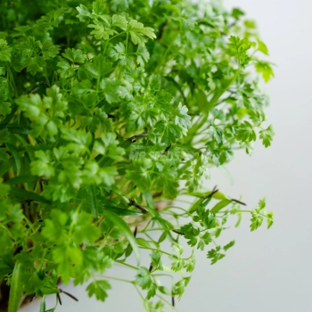 Chervil microgreens grown from MP SEEDS seeds - zoom on leaves.