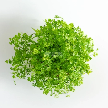 Chervil microgreens grown from MP SEEDS seeds - top view.
