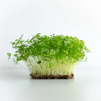 Chervil Microgreens Seeds