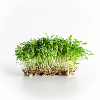 Clover Microgreens Seeds