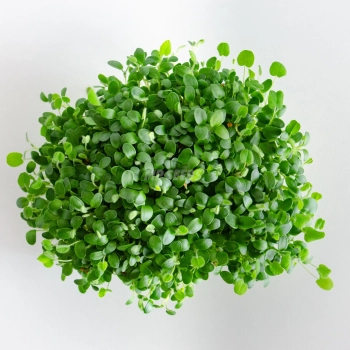 Clover microgreens grown from MP SEEDS seeds - top view.